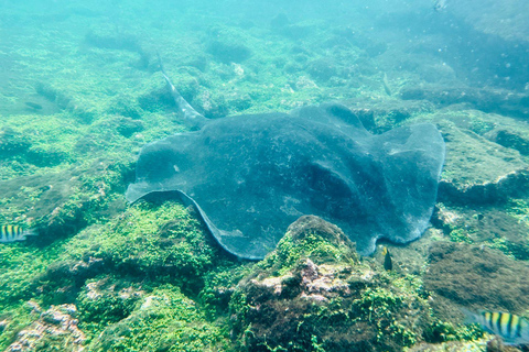 Tunnels des Galápagos : plongée en apnée avec des requins, des hippocampes et des tortues de merExcursion dans les tunnels des Galápagos : plongée en apnée avec requins et hi