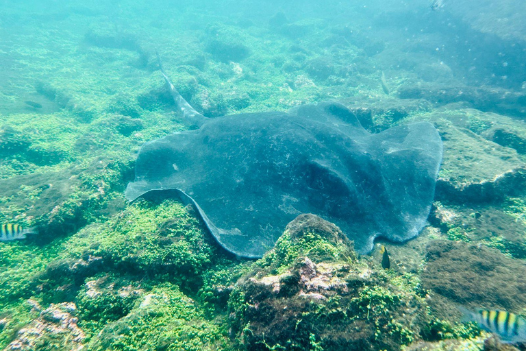 Tunnels des Galápagos : plongée en apnée avec des requins, des hippocampes et des tortues de merExcursion dans les tunnels des Galápagos : plongée en apnée avec requins et hi