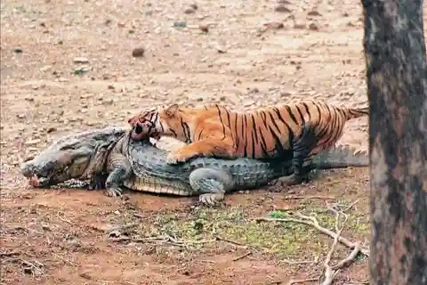 Oficial de reservas do Safári em Ranthambore