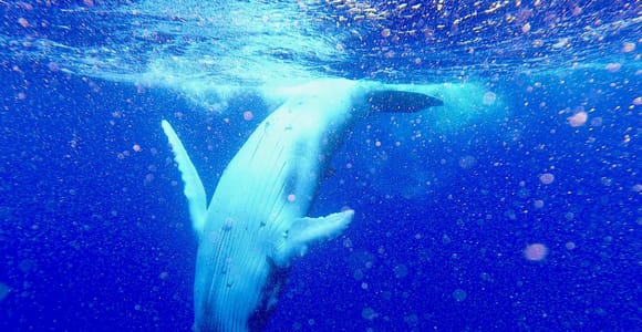 Humpback Whale Watching on the Tahiti Peninsula