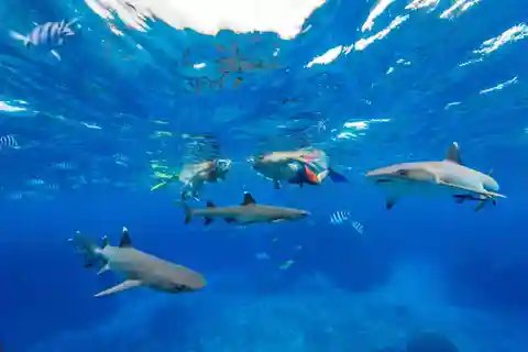 Fidji : Ultimate Encounters excursion de plongée en apnée avec déjeuner - Journée complète