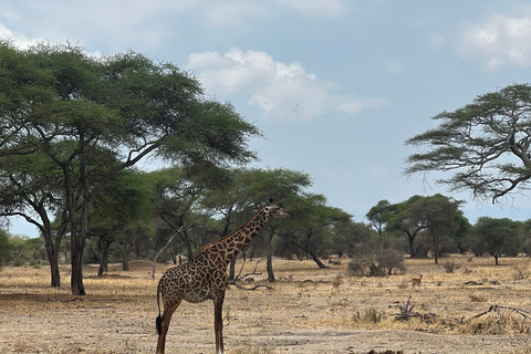 Från Zanzibar: Privat 4-dagars Serengeti &amp; Ngorongoro-safari