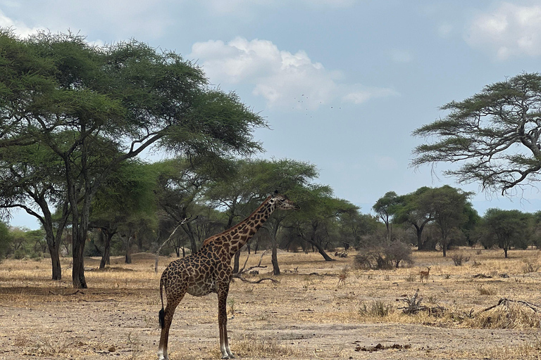 From Zanzibar : 3 days fly safari to Serengeti & Ngorongoro