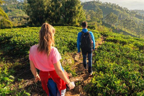 Pekoe Trail 18-22: Guided 7 Day Trail with Hotels &Transfers