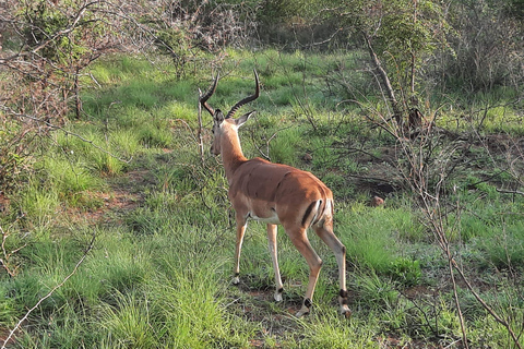 Kruger National Park Safari - 3 Day