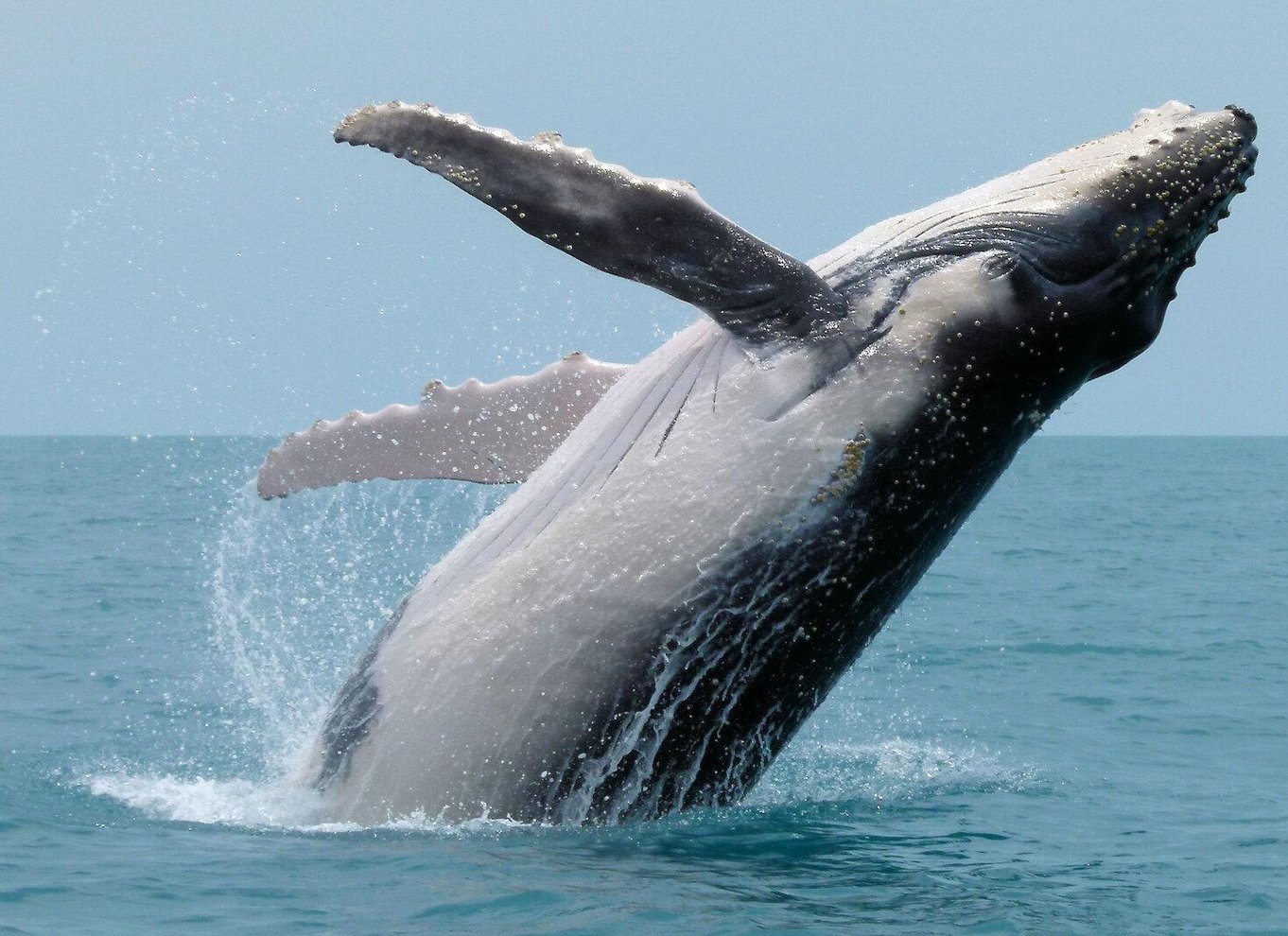 Costa Rica: Hval- og delfinsafari