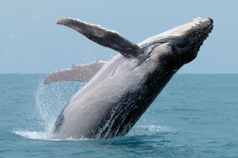 Uvita:Natuur en wilde dieren Ara's Vlinders Walvissen Luiaards