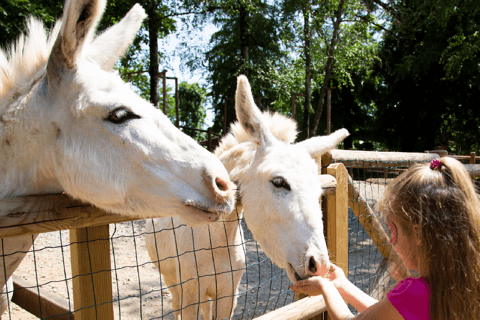 Leolandia Park: Open-Date Entry Ticket