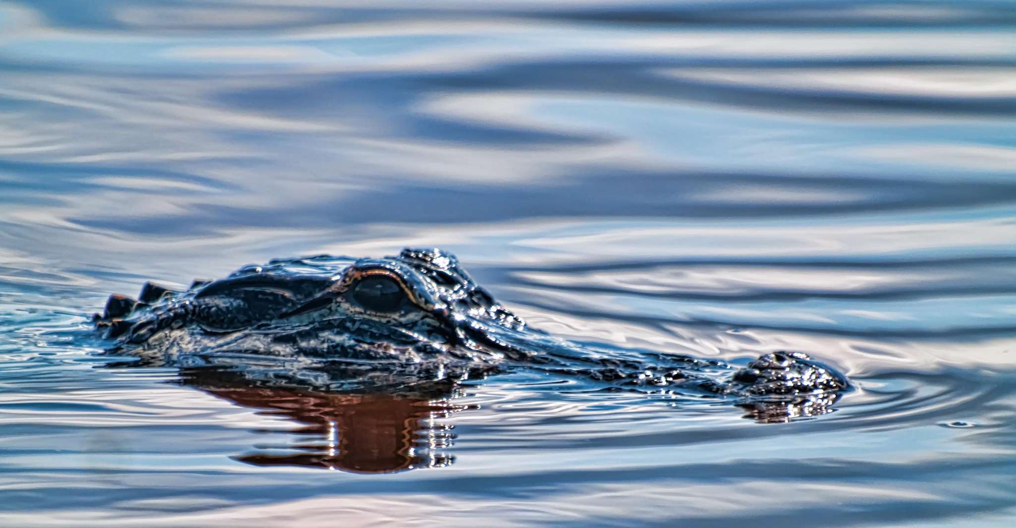 Miami: Everglades Airboat, Wildlife Exhibit & Roundtrip Bus photo 6