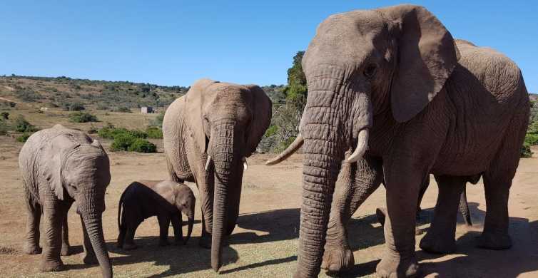 Safari de dia inteiro no Parque Nacional Addo Elephant
