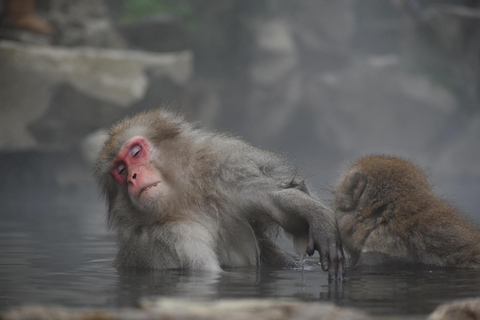 Tokyo: Private Nagano Zenko-ji & Snow Monkeys Day Trip Tokyo: Private Nagano Toyota Velfire (1–6 persons)