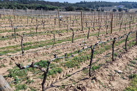 Alt emporda wine tasting with breakfast and lunch