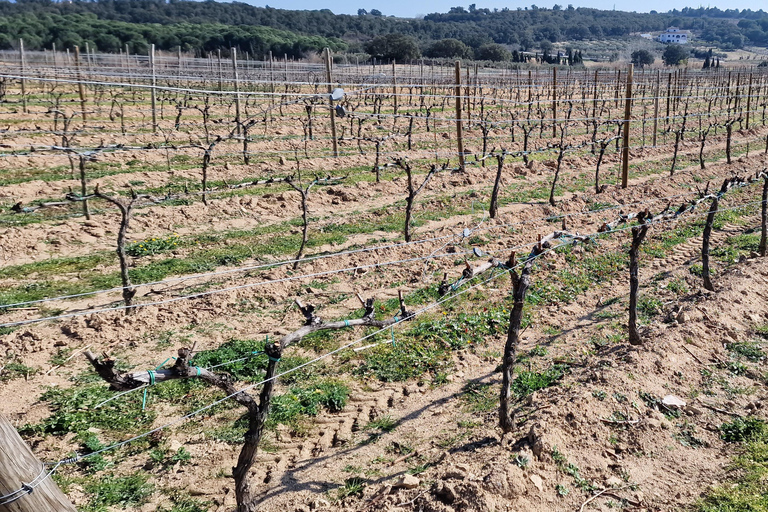 Alt emporda wine tasting with breakfast and lunch