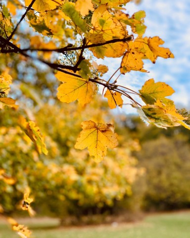 Visit Foliage at Voltigno: admire the Autumn leaves in Pescara