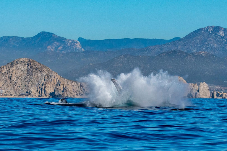 Los Cabos: Avistamiento de ballenas en barco con fondo de cristal
