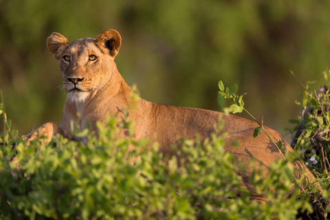 Nairobi: 3-Day Samburu National Reserve Safari Tour