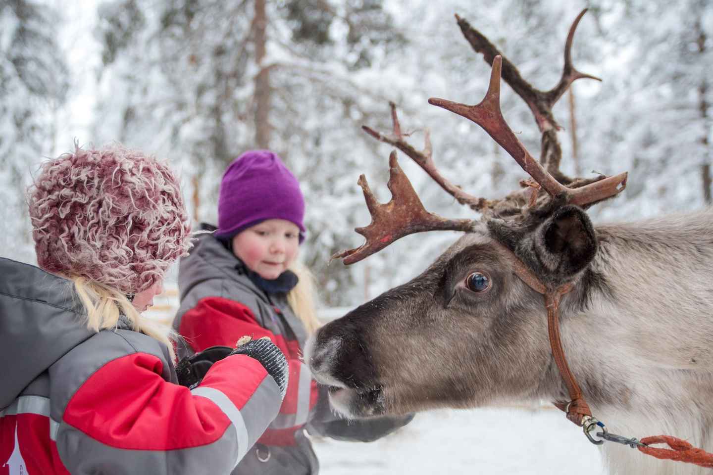 Rovaniemi: Arctic Reindeer Experience with Lunch