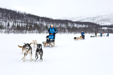 Tromsø: Husky Sledding Adventure with Soup & Transfers