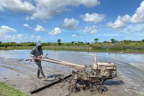 Ubud: Downhill-cykeltur med risfält, vulkan och måltidPrivat grupp