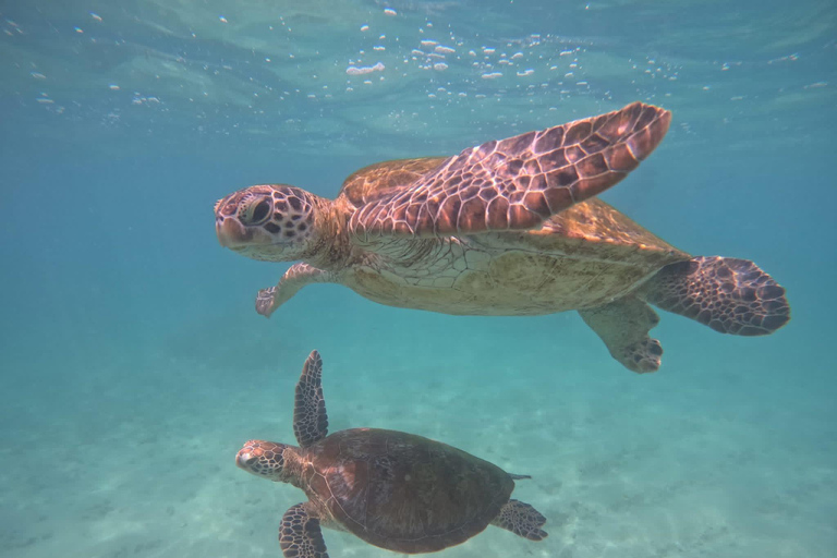 Mirissa: Sea Turtle Conservation Experience with Snorkeling