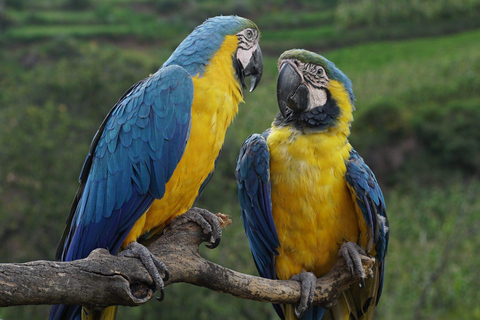 Visite du sanctuaire animalier de Cochahuasi avec un animal sauvé