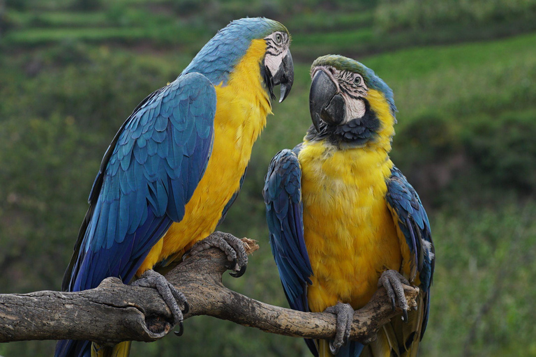 Visita al santuario degli animali di Cochahuasi con gli animali salvati