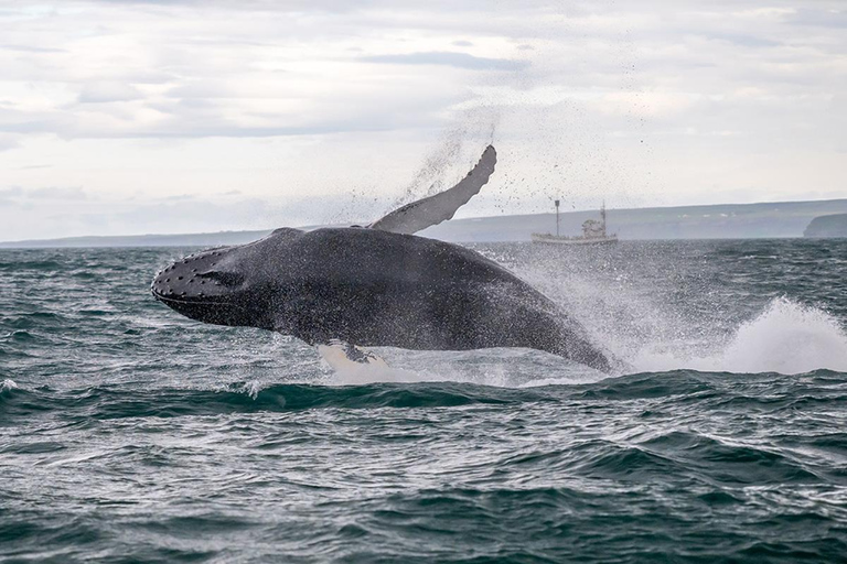 Húsavík: Whale Watching Tour with Heated Indoor Seating