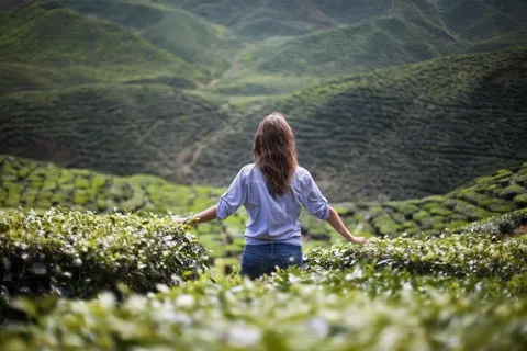 Cameron Highlands privat tur med besøg i teplantage