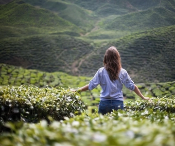 Cameron Highlands privat tur med besøg i teplantage