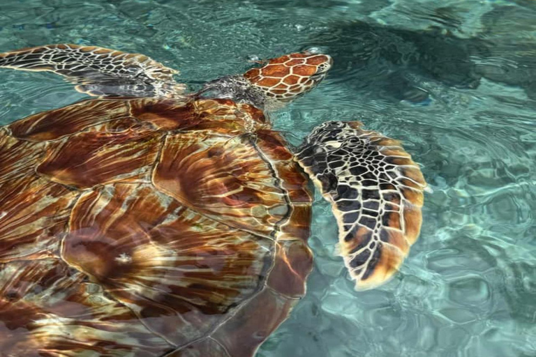 Jozani Forest & Turquoise Waters Turtle Swim at Salaam Cave TOUR WITHOUT HOTEL PICKUP AND DROP OFF