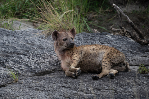 Viaggio di un giorno da Nairobi a Maasai Mara - AWNairobi: Escursione di un giorno nella Riserva Nazionale di Maasai Mara - Privato