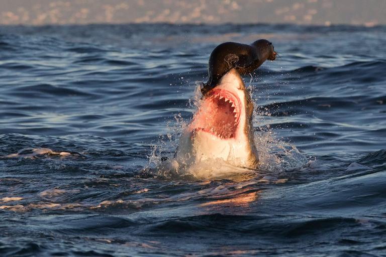 Shark Cage Diving: CAPE TOWN (Lunch & Transport included)