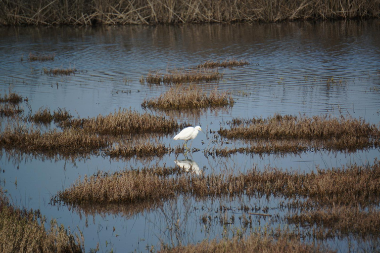 Observation des oiseaux Zone humide de Mantagua &amp; Pingouins Île de Cachagua STGO