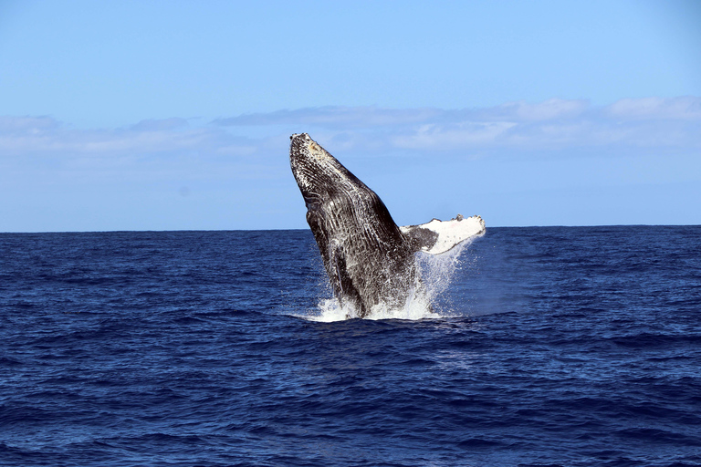 Oahu: Snorkeling & Dolphin Watch Cruise with Hawaiian Buffet Private: All-Inclusive Sunset Snorkel Cruise with Hot Buffet