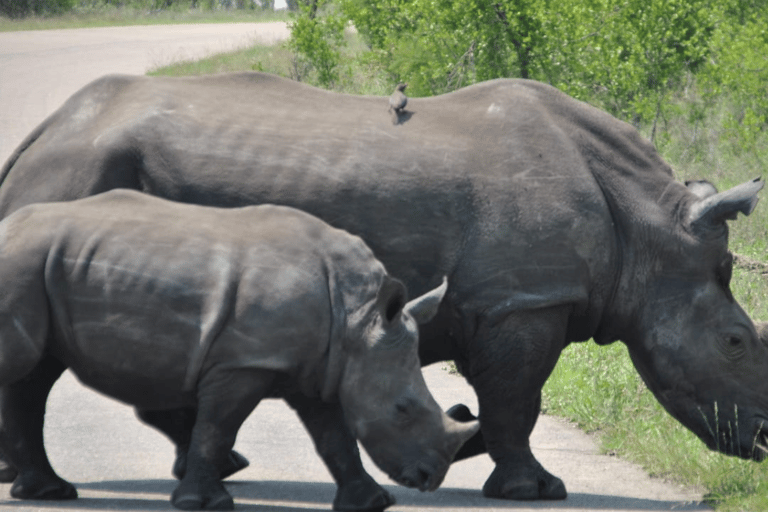 2-dniowe safari w Parku Narodowym Krugera z Johannesburga