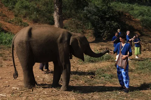 From Chiang Mai: Living Green Elephant Sanctuary Tour