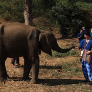 From Chiang Mai: Living Green Elephant Sanctuary Tour