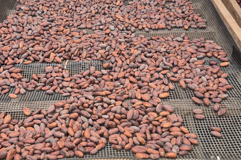 Finca Cacao & Chocolate Tour in Valle del Cauca English Version saturday & sunday