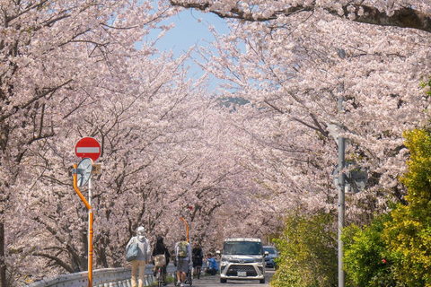 Kyoto Spring Cherry Blossom Day Tour Boat experience option