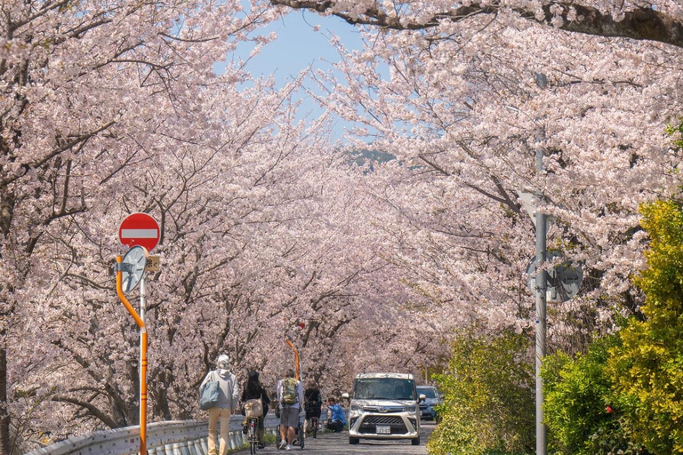 Kyoto Spring Cherry Blossom Day Tour Boat experience option