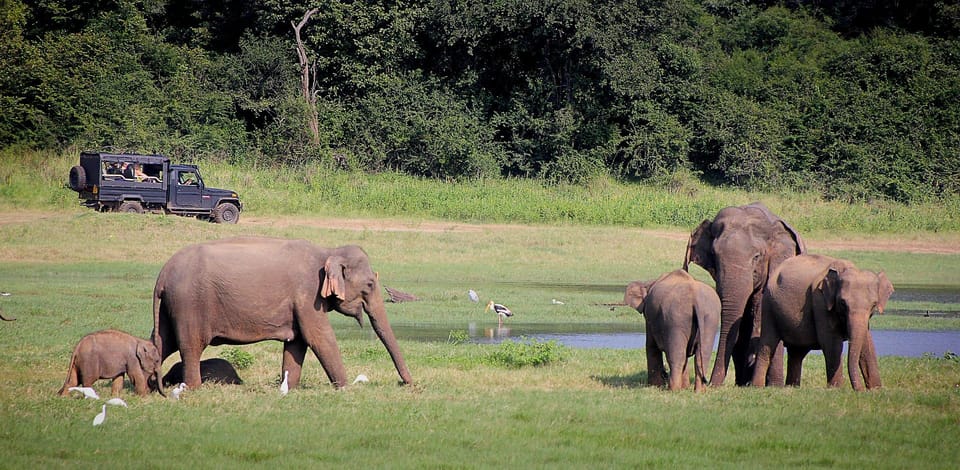 Die Perle Afrikas - Ihr 8 Tage/7 Nächte Safari-Abenteuer - Hizvo