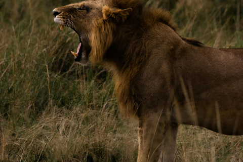 Nairobi: 3-Day Maasai Mara Safari with Game Drives Nairobi: 3-Day Maasai Mara 4 x 4 Safari Al inclusive