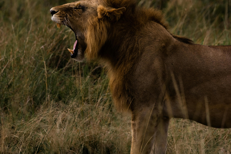 Nairobi: 3-Day Maasai Mara Safari with Game Drives Nairobi: 3-Day Maasai Mara 4 x 4 Safari Al inclusive