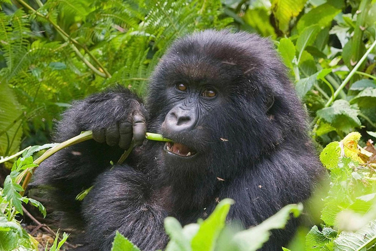 Excursion d&#039;une journée à Gorilla Trekking avec déjeuner