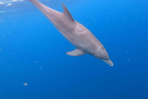 Zanzibar: Mnemba Island, Jozani forest & The Rock restaurant Private tour no Hotel pick up and drop-off included