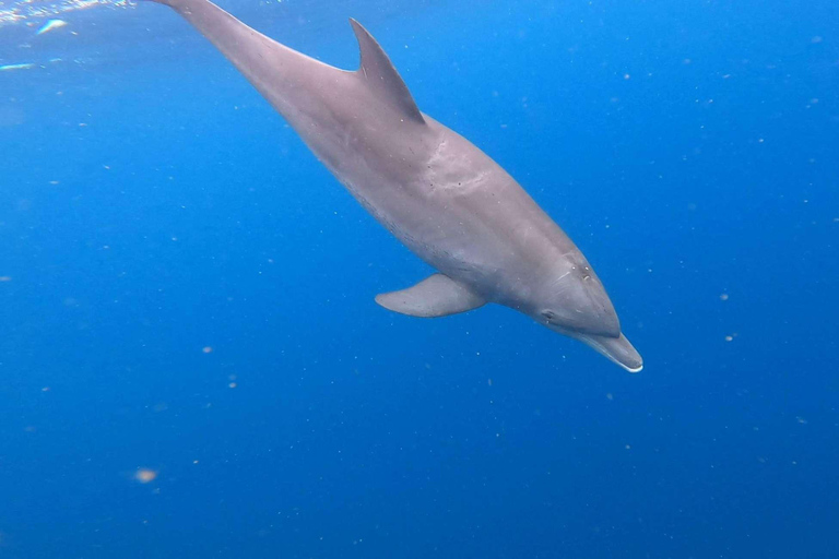 Zanzibar: Mnemba Island, Jozani forest & The Rock restaurant Private tour no Hotel pick up and drop-off included