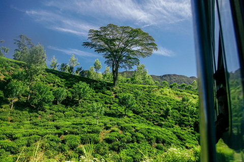 Sri Lanka: Excursão de 3 dias pela região das colinas