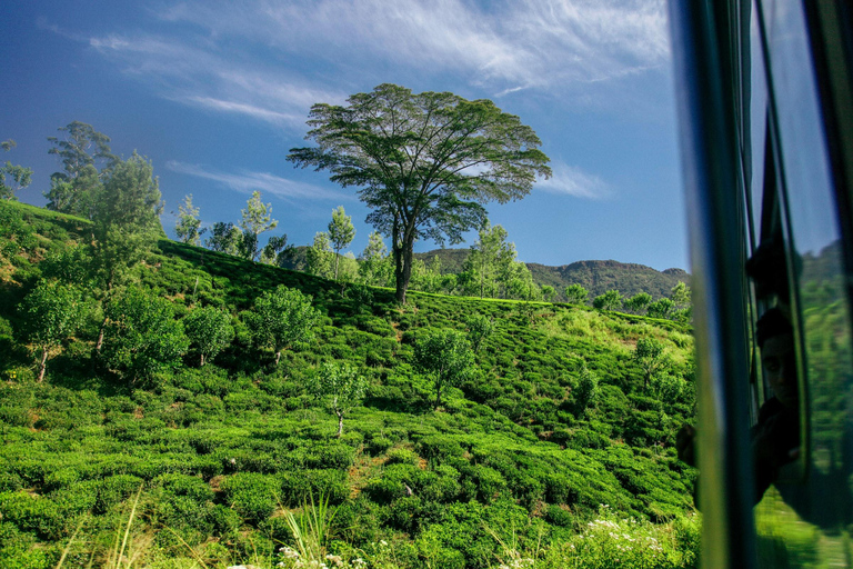 Sri Lanka Bergzug, Wasser-Rafting, Dschungel-Safari