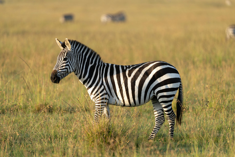 Nairobi: Maasai Mara, Lake Nakuru & Naivasha 5-Day Safari