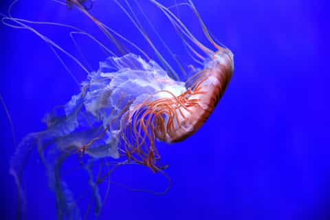 Genoa: Aquarium of Genoa with Lunch